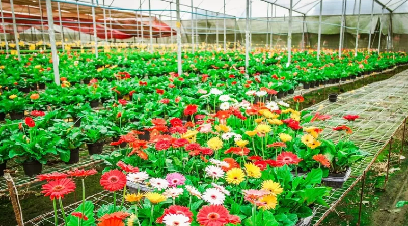 7º Encontro Estadual de Floricultura é nesta sexta-feira
