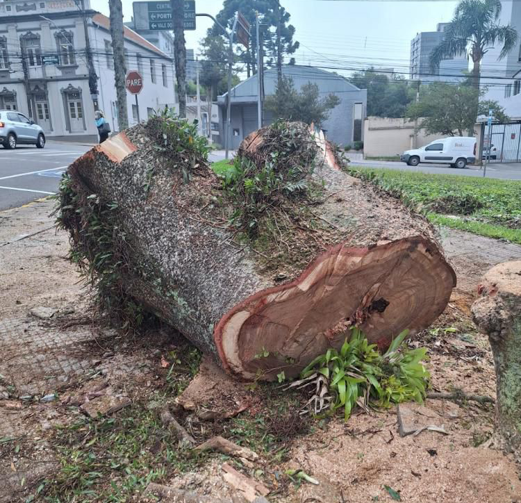 Corte de árvore causa indignação de moradores em Bento Gonçalves 