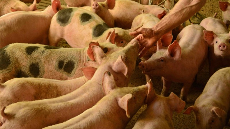 Indústria de carnes comemora novo status sanitário do RS