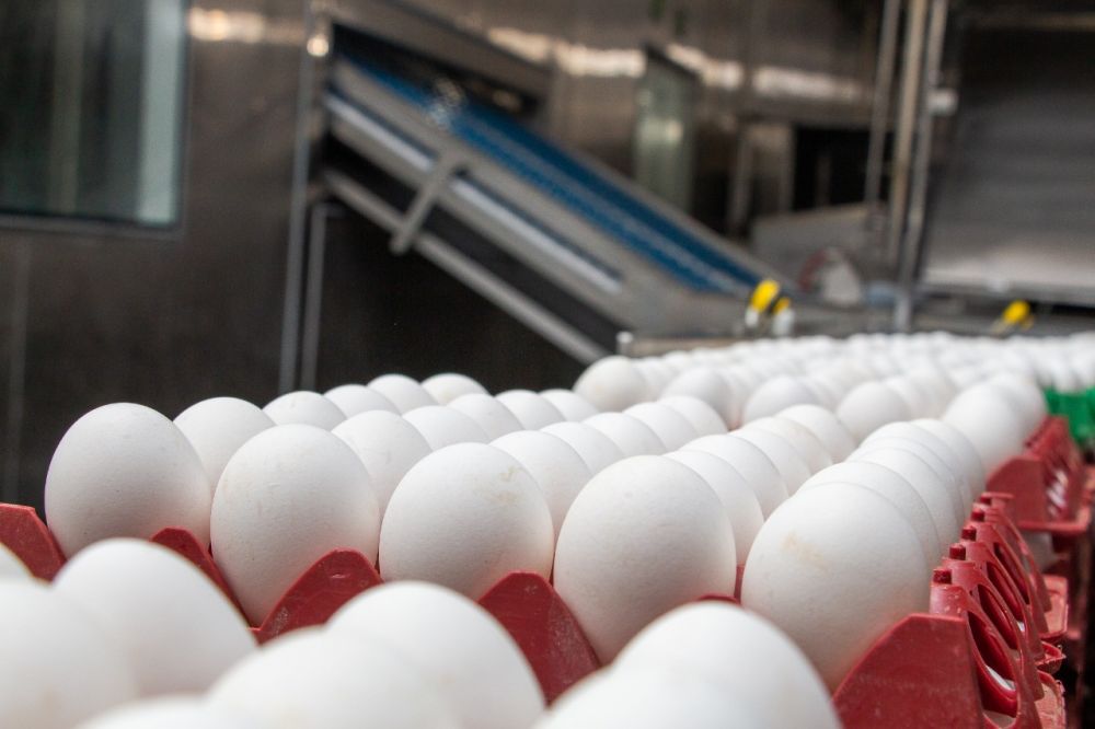 Exportações de ovos crescem 137,7% em 2021