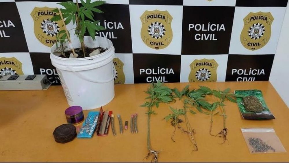 Polícia Civil encontra plantação de maconha em apartamento de Carlos Barbosa