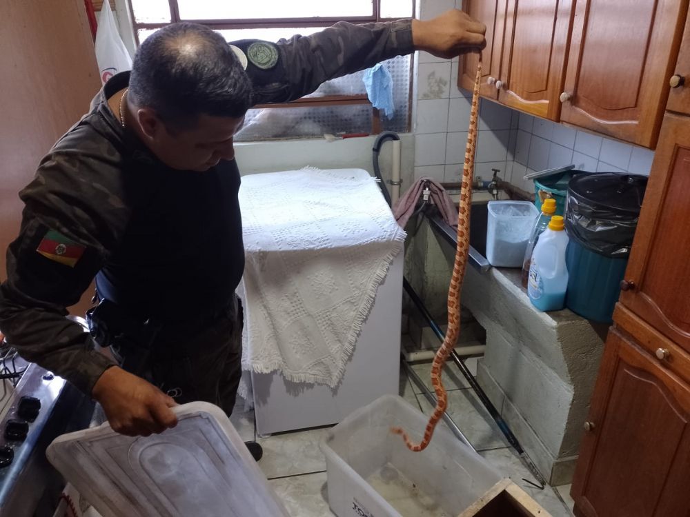 Cobra é encontrada dentro de residência em Bento Gonçalves