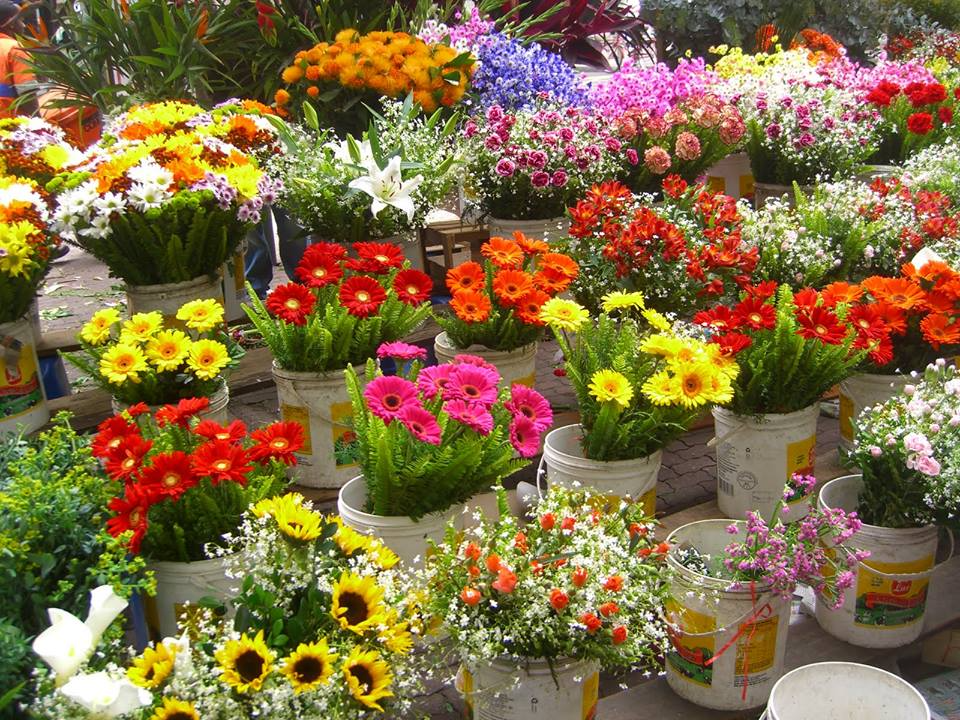 Preço das flores aumentam 400% no Dia das Mães 