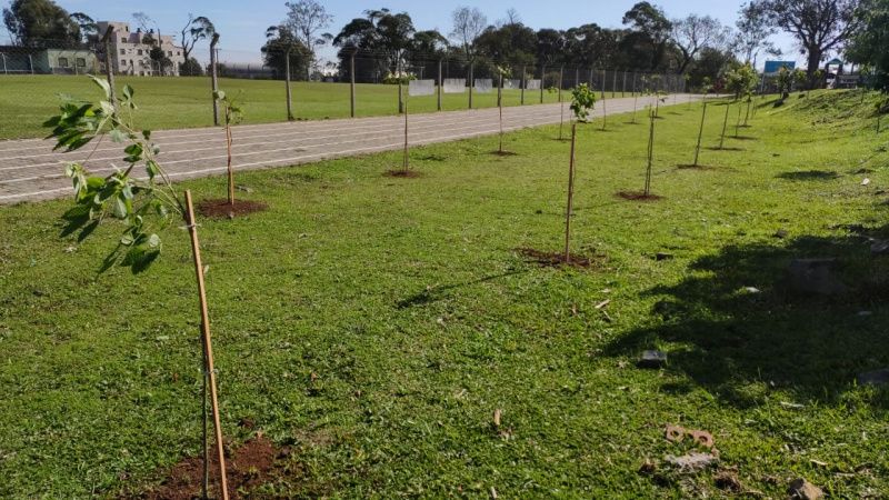 Secretaria de Meio Ambiente de Garibaldi retoma projeto Árvore da Vida