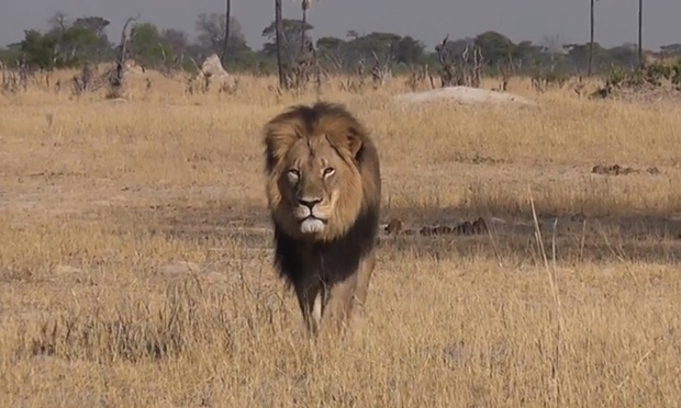 Caçador que matou Leão mais famoso do mundo é encontrado