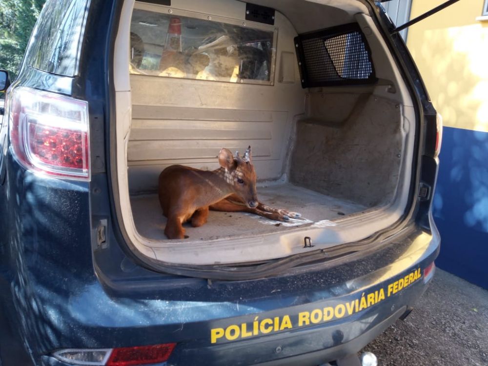 Filhote de veado-campeiro é resgatado pela PRF em Bento Gonçalves