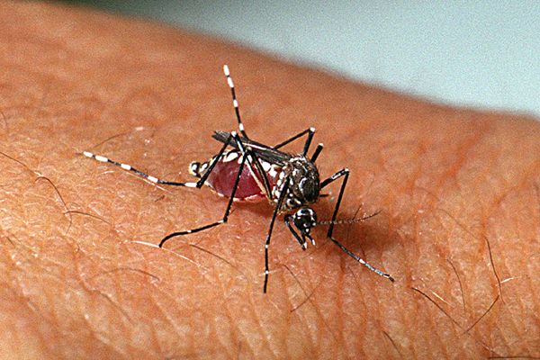 Prefeitura de Garibaldi intensifica ações contra a dengue