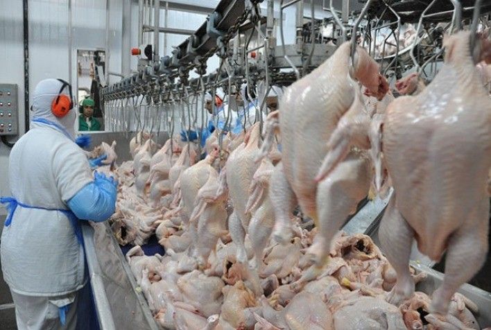 Exportações de carne de frango encerram 2022 com recorde