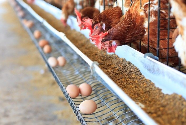 Preço do ovo aumenta mais de 45% em um ano