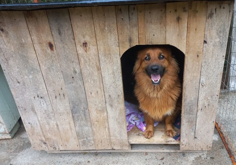 Bento Pet realizou mais de 70 doações de casinhas para cães em 2023
