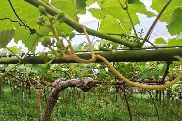 Frio fora de época, ventos e “cachos invertidos” assustam produtores de Uva