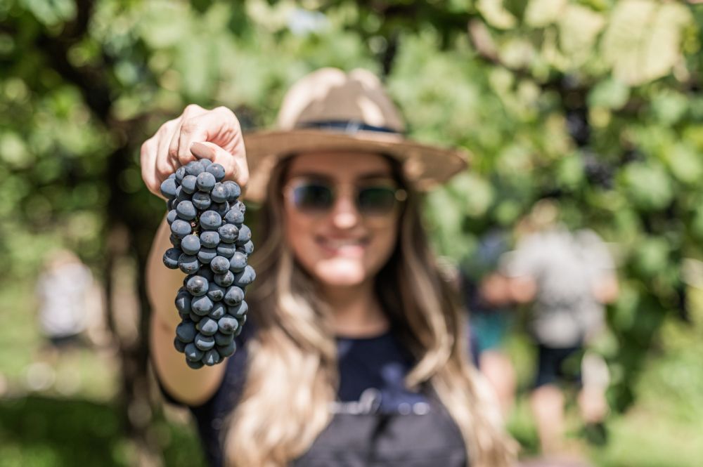 Vale dos Vinhedos lança festival inédito com vinho e atrações abertas ao público