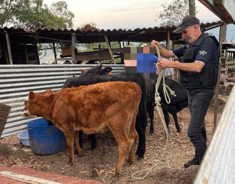 Polícia recupera em propriedade de  Monte Belo gado furtado em Boa Vista