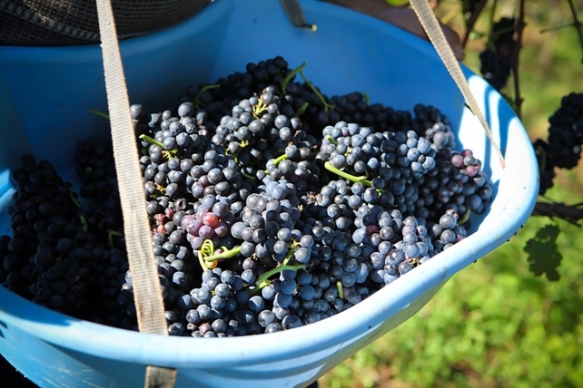 Preço mínimo da uva para  a Safra 2017 deverá ser R$ 0,92