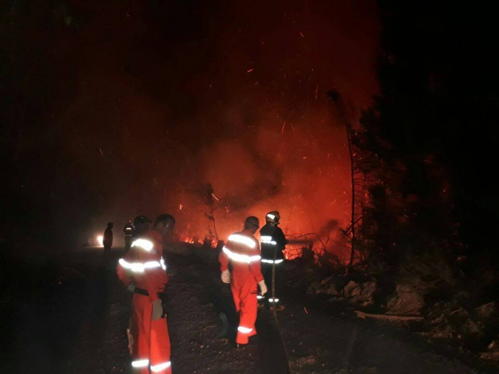 Fogo em mato destrói mais de 50 árvores no interior de Farroupilha