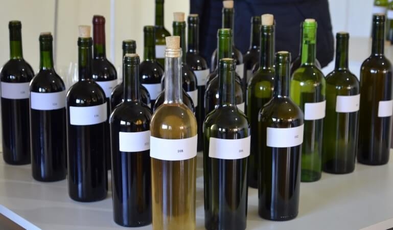 Regularização para produção de vinhos coloniais já é realidade