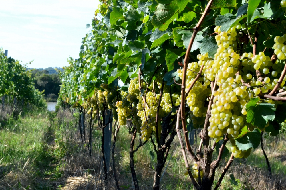 Vinícola Garibaldi projeta safra de 19 milhões de quilos de uva