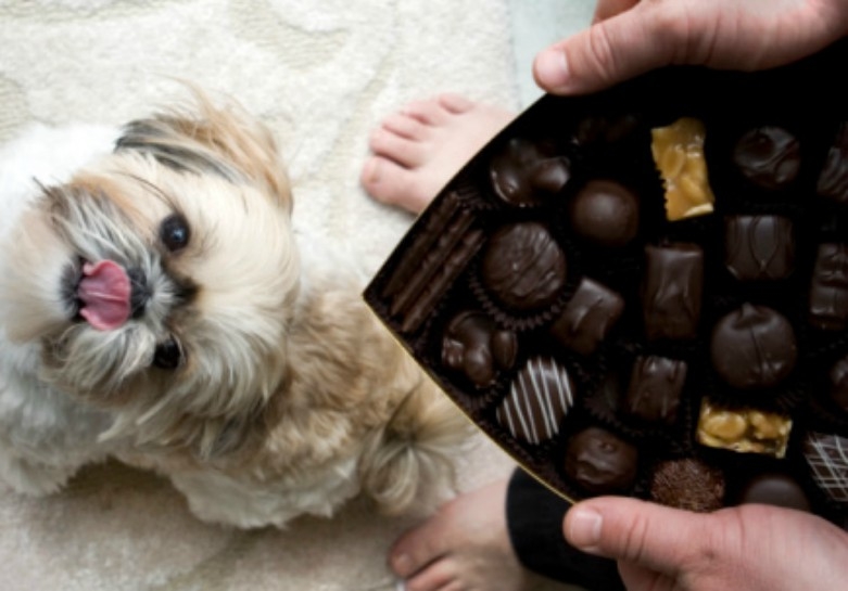 Os riscos do chocolate para os pets