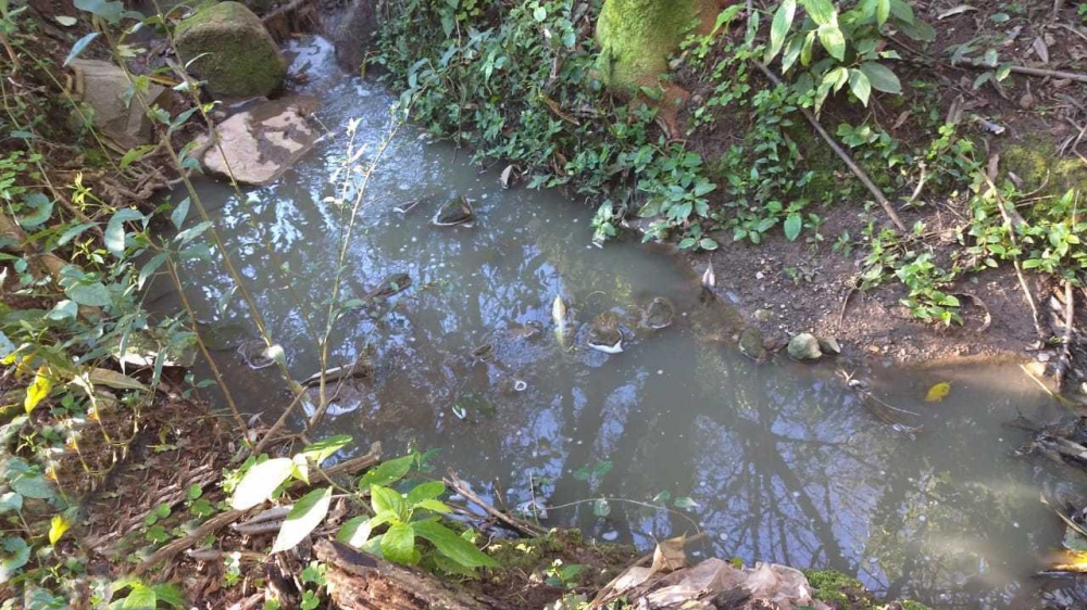 Espuma em riacho no distrito de Tuiuty em Bento Gonçalves
