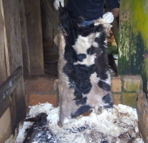 Descoberto abate ilegal de gado no interior de Carlos Barbosa