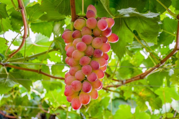 Nova variedade de Uva é apresentada para produtores da região