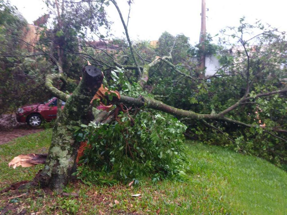 Tempo ruim derruba árvores em Bento Gonçalves e Garibaldi