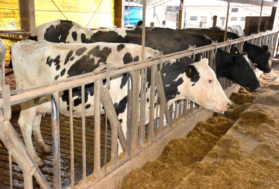 Estiagem pode afetar produção de leite em Carlos Barbosa
