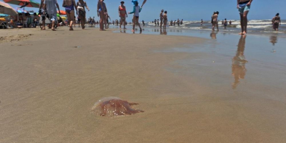 Mais de 50 mil lesões por águas vivas são registradas no litoral gaúcho