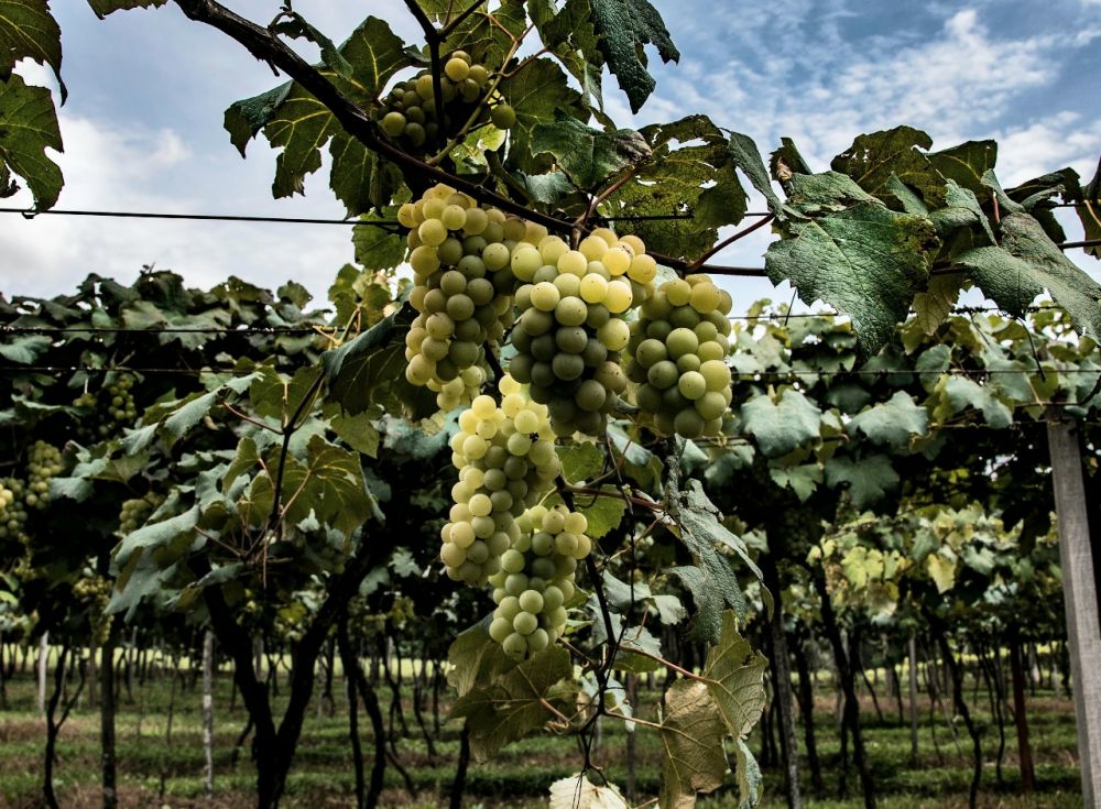 Secretaria da Agricultura apresenta dados sobre a safra da uva 2020