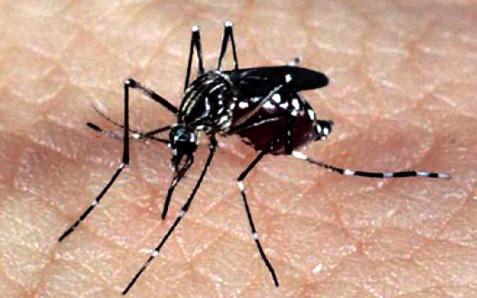 Ações no combate ao mosquito da Dengue serão intensificadas em Garibaldi